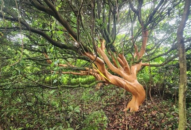 제주서 후박나무 400그루 껍질 벗긴 50대 구속 송치