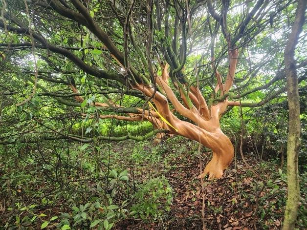 제주서 후박나무 400그루 껍질 벗긴 50대 구속 송치