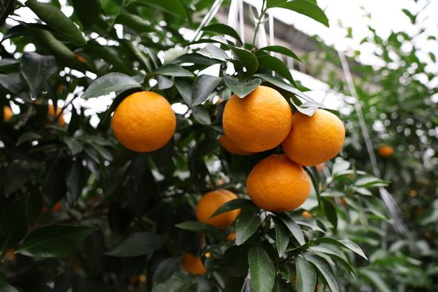 제주 신품종 만감류 재배 확대…2026년 79.1㏊ 전망