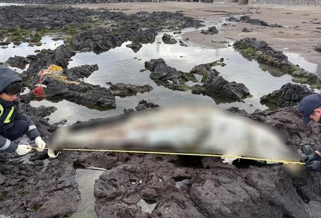 제주 삼양동 해안서 2.5m 남방큰돌래 사체 발견