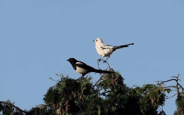 '좋은 일이 생기려나'…제주 과수원서 길조 '흰 까치' 발견
