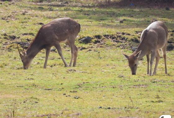 제주 한라산 꽃사슴 유해동물 지정 추진…"인간의 결과물 중단해야"