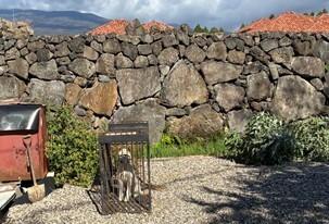 초등학교 부근에 들개가 '어슬렁어슬렁'…서귀포시 43마리 포획