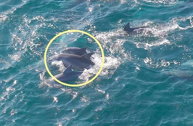 자연으로 돌아간 '춘삼이' 출산했나…배냇주름 새끼 돌고래와 유영
