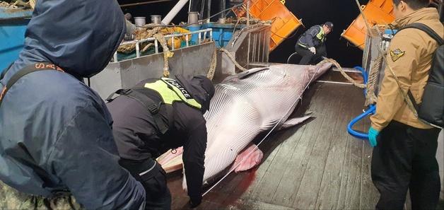 제주 마라도 해상서 6.5m 밍크고래 그물 걸려…"불법포획 흔적 없어"