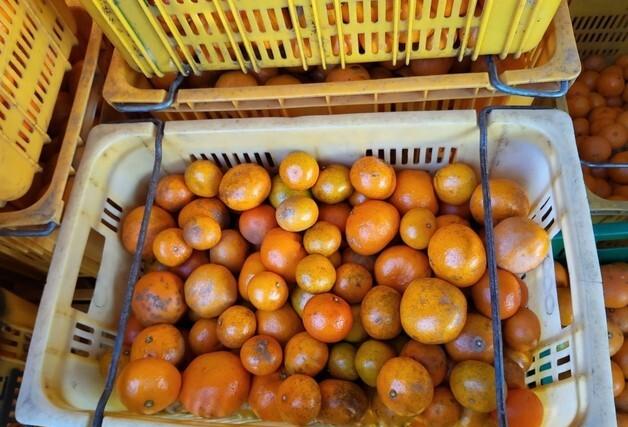 SNS서 "못난이 귤 팔아요"…서귀포서 상품외감귤 직거래 적발