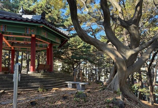 제주서 수령 100년 '팽나무 연리목' 발견…전국 두번째 발견