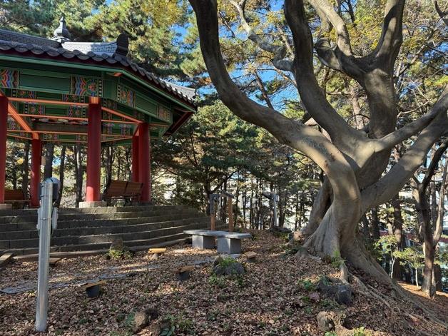 제주서 수령 100년 '팽나무 연리목' 발견…전국 두번째 발견