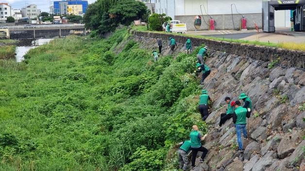 제주, 칡덩굴 '반복·지속'으로 재확산 차단…관리계획 수립