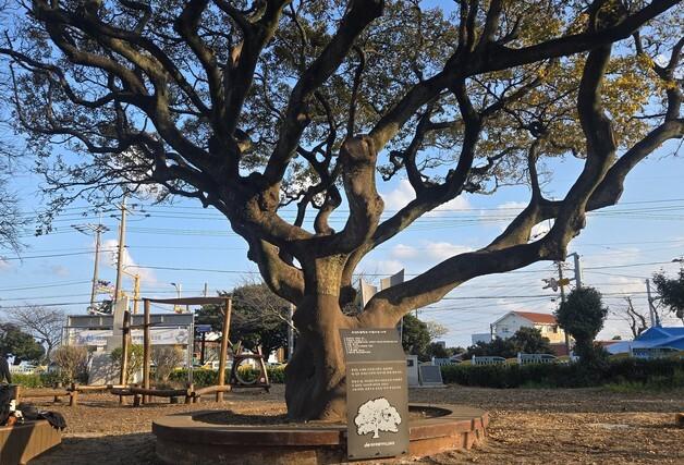 학교 역사·기억을 품은 나무, 교과서가 되다