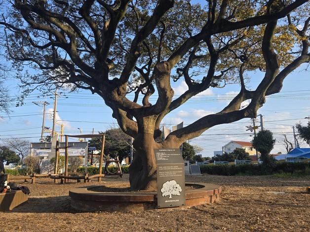학교 역사·기억을 품은 나무, 교과서가 되다