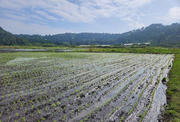 제주 농업 온실가스 대부분 '메탄·아산화질소'…가축·비료 주원인