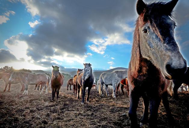  제주도, '붉은 말의 해' 공공형 말 조련시설 등 추진