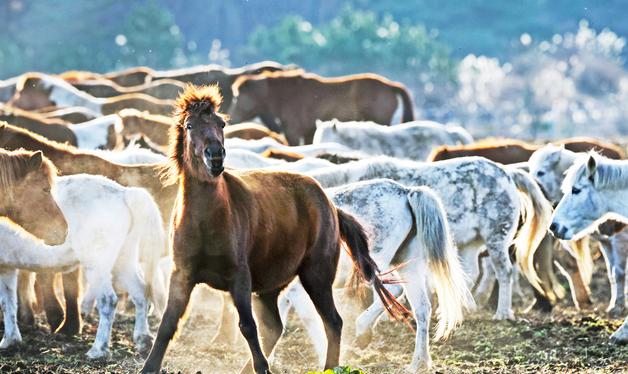 에너지 넘치는 붉은 말의 해