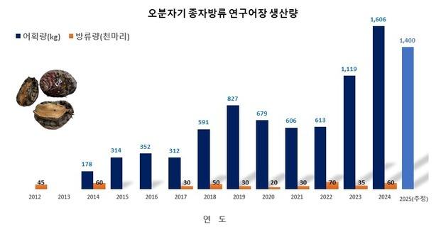 사라져 가던 제주 오분자기, 방류 효과로 회복세 전환