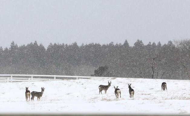 제주도 해안지역에 첫눈 내려…한라산 삼각봉 12㎝ 적설