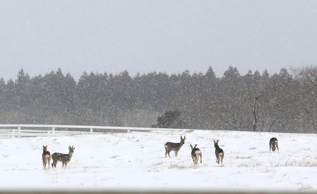 주말 제주도 대설·강풍·풍랑 예보…한라산에 최대 20㎝ 눈