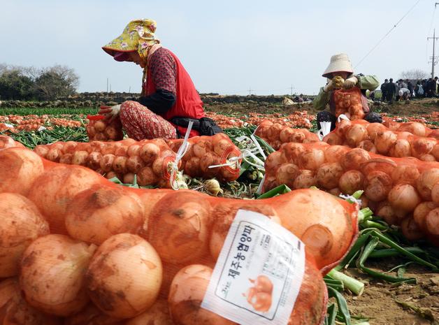 제주 농민수당 40만원에서 최대 10만원 상향