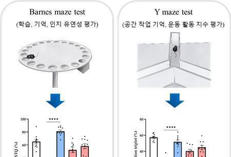줄기세포, '혈관성 치매' 치료 대안될까…"인지기능 빠르게 회복"