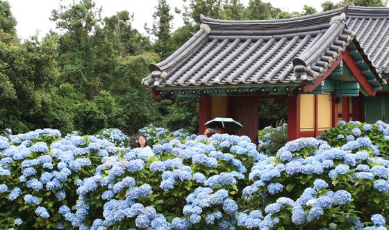 제주 낮 최고 33도 기록…40대 남성 나무 심다 쓰러지기도(종합)