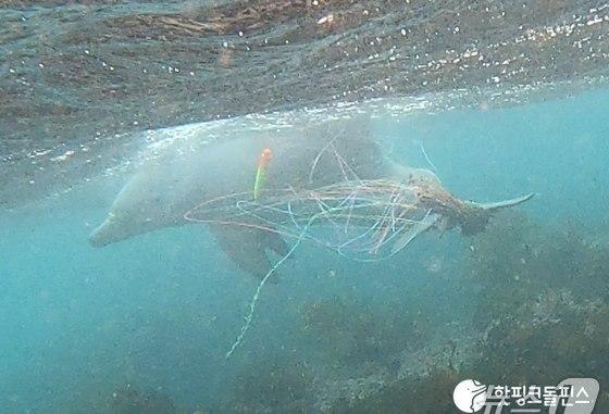환경단체 "제주도 남방큰돌고래 전담팀 구성 환영"