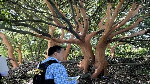 제주 후박나무 100여 그루 껍질 벗긴 50대 검거