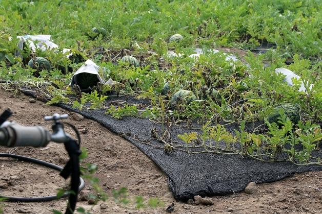 폭염·마른 장마…제주 남부 제외 16곳에 '초기 가뭄'