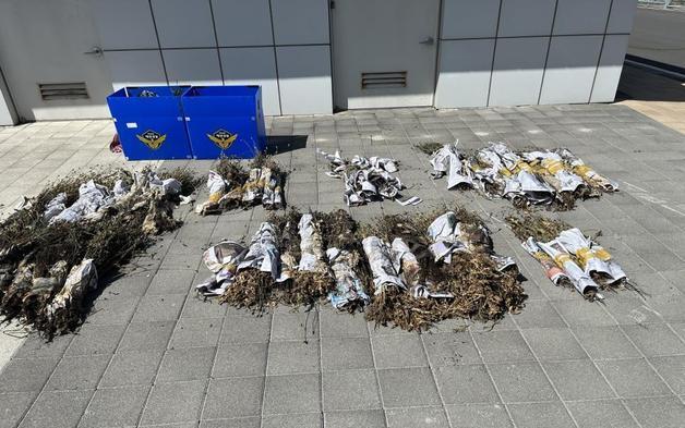 제주서 관상용과 닮은 일명 '나도 양귀비' 4483주 압수