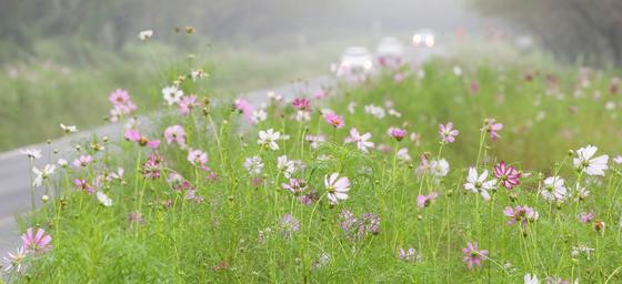 [오늘의 날씨]제주(8일. 토)…대체로 흐리고 낮에 비