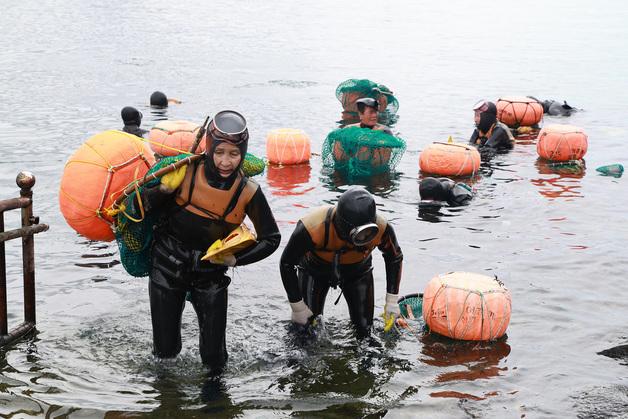 제주 현직 해녀 2371명…70대 이상 63%