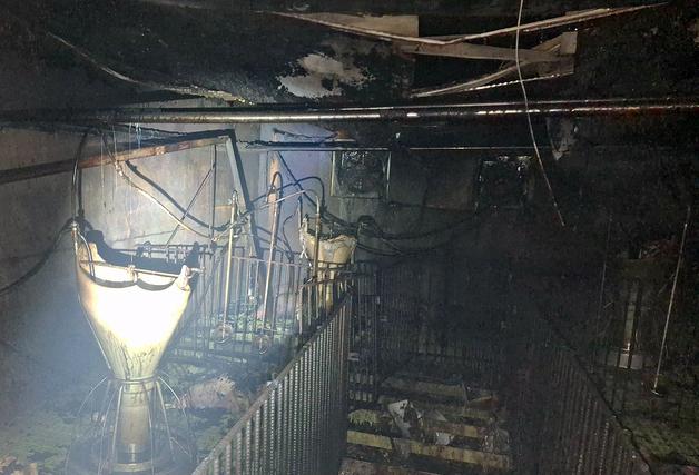 제주 한림읍 양돈장 불…새끼 돼지 203마리 폐사