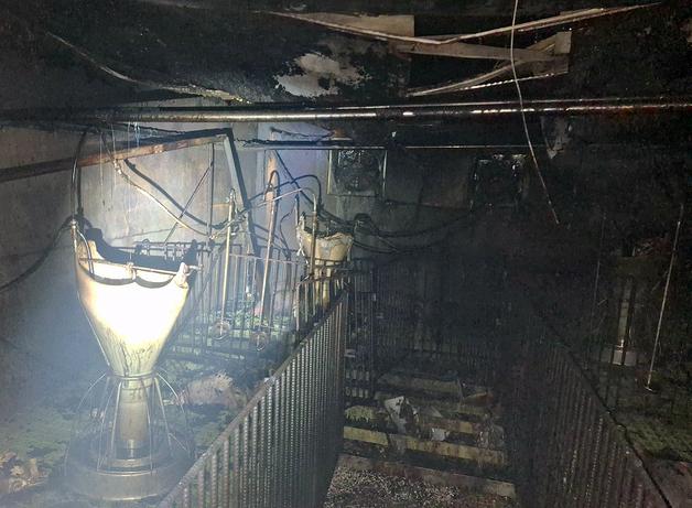 제주 한림읍 양돈장 불…새끼 돼지 203마리 폐사