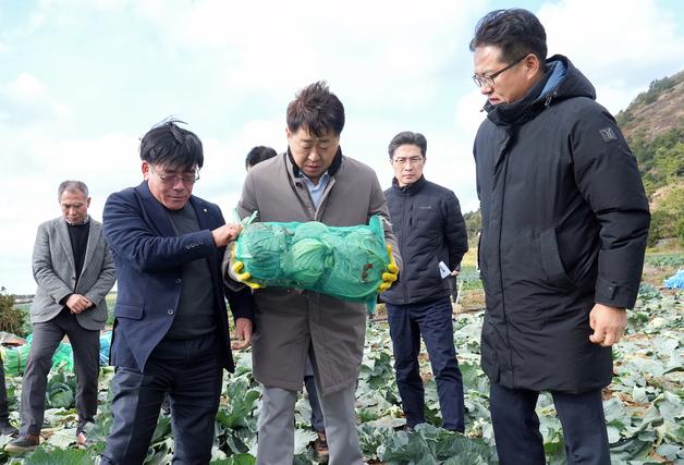 제주 월동채소 생산량 26% 증가할 듯…"수급 안정 총력"