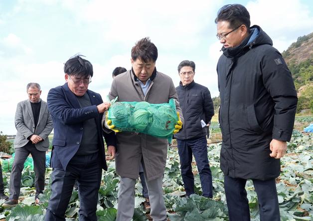 제주 월동채소 생산량 26% 증가할 듯…"수급 안정 총력"