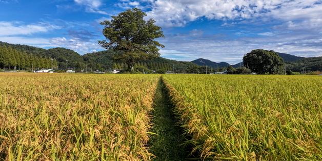 순창 태이친환경, 제주 학교급식 친환경 쌀 공급업체 선정
