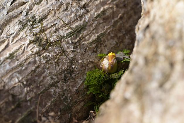 제주에 핀 ‘노란 봄의 전령’…작년보다 한 달 빨리 세복수초 개화