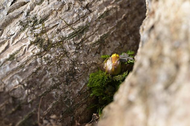 제주에 핀 ‘봄의 전령’…세복수초 작년보다 한 달 빨리 개화