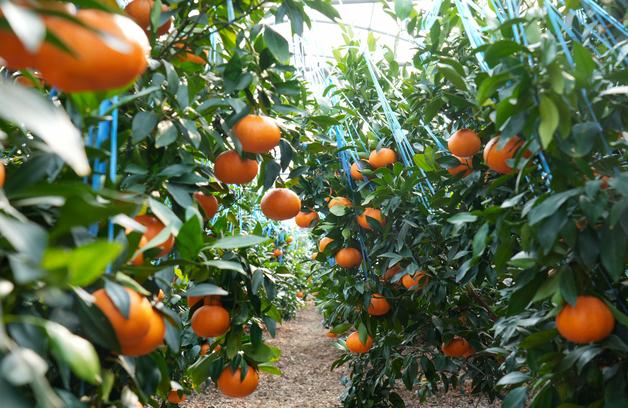 ‘미국 감귤 만다린 무관세 습격’에 제주 감귤업계, 사활 건 총력 대응전