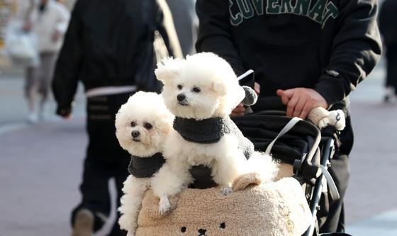 댕댕이 산책하기 좋은 날씨