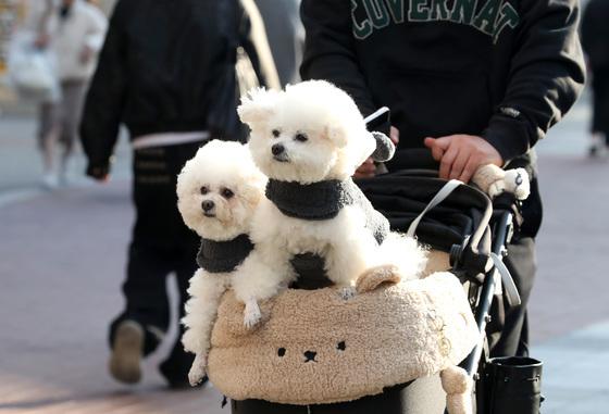"겨울 맞아?" 낮 20도 넘는 '깜짝 봄날'…1월 최고 기온 속속 경신