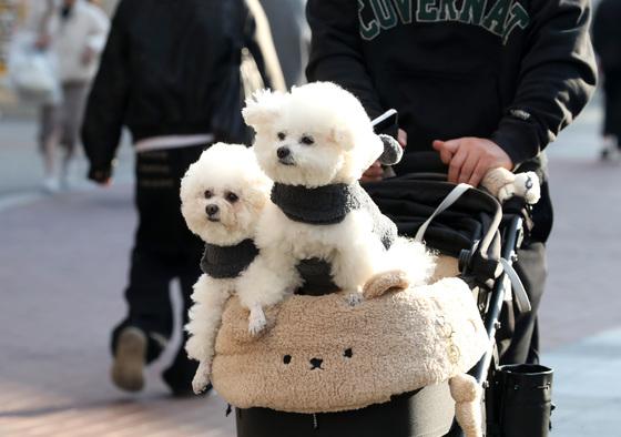 "겨울 맞아?" 낮 20도 넘는 '깜짝 봄날'…1월 최고 기온 속속 경신