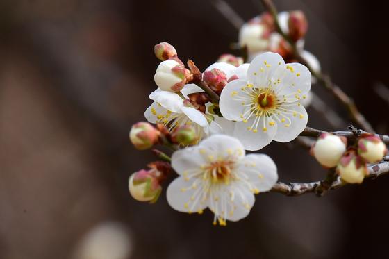 ‘봄이 오려나’ 제주 서귀포서 매화 활짝…작년보다 25일 빨라
