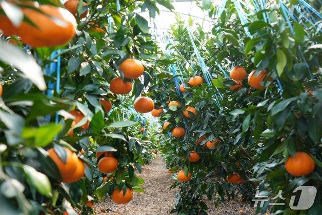 "감귤 보단 레드향·키위·망고"…제주농업, 기후변화 속 생존하려면