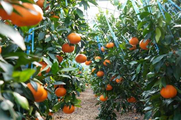 설 앞두고 전국 하나로마트서 한라봉·레드향 최대 40% 할인
