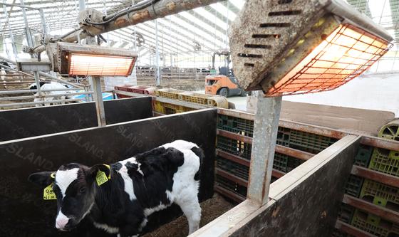 따뜻한 난로 쬐는 송아지