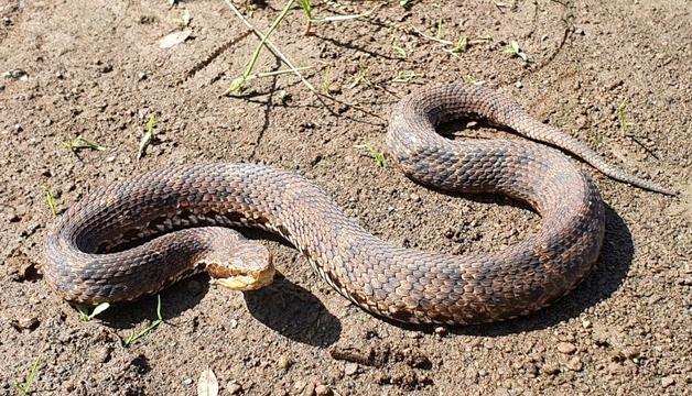 백령도·제주도 쇠살모사, 국내 첫 고유 파충류로 확인