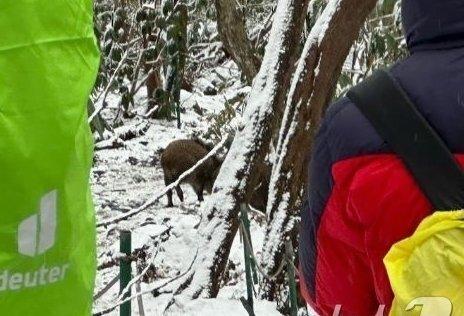제주 야생 멧돼지, 잠재적 서식지·이동 경로 밝혀져