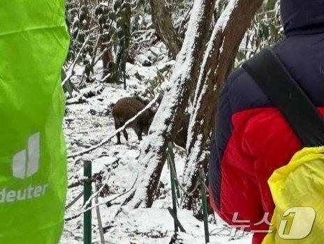 제주 야생 멧돼지, 잠재적 서식지·이동 경로 밝혀져