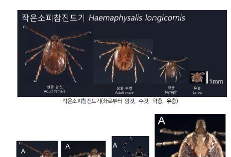 "오름·올레길 탐방 때 진드기 주의"…제주 올해 감염환자 10명