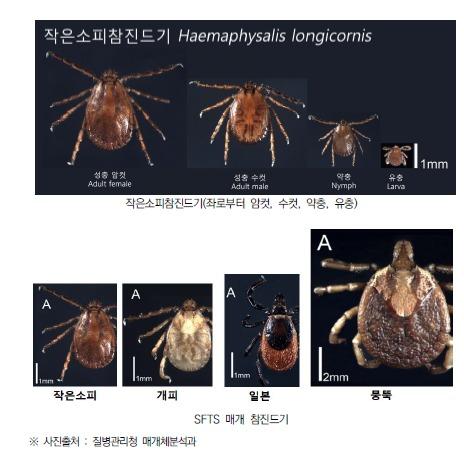 "오름·올레길 탐방 때 진드기 주의"…제주 올해 감염환자 10명